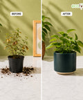 ecofynd Ecofynd 6 Inch Dark Green Ceramic Cachepot Planter with Drainage