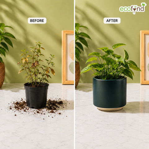 ecofynd Ecofynd 6 Inch Dark Green Ceramic Cachepot Planter with Drainage