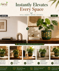 ecofynd 4.5 Inch Monstera Terracotta Pot for Indoor Plant