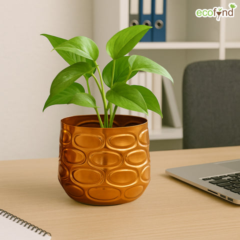 ecofynd Premium Golden Metal Planter – 7 and 5 Inch, Symmetrical Oval Design