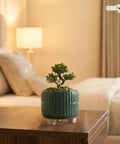 ecofynd Ecofynd Dark Green 3.5 Inch Ribbed Ceramic Cachepot Planter with Drainage Hole