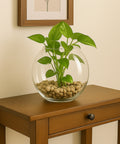 ecofynd Glass Vase for Flowers & Décor – Clear Globe Shape | Transparent