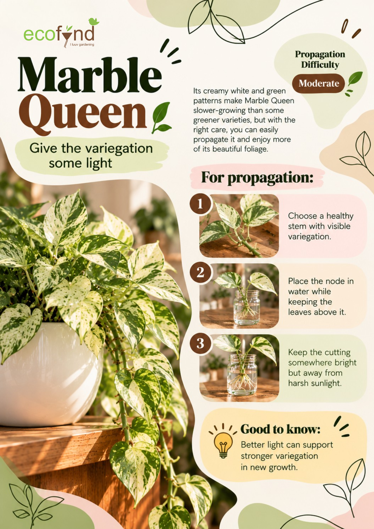 Ecofynd guide on propagating Marble Queen Pothos in water, a moderate-difficulty variety with white and green variegation