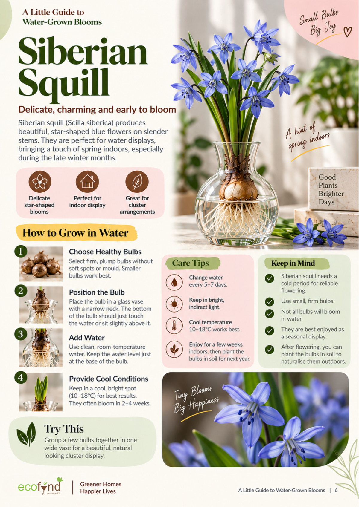 Ecofynd guide on growing Siberian Squill bulbs in water, covering healthy bulb selection, positioning and cool conditions