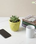 ecofynd Ecofynd Light Green 4.3 Inch Cachepot Planter with Drainage Hole for Desk