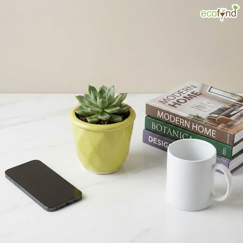 ecofynd Ecofynd Light Green 4.3 Inch Cachepot Planter with Drainage Hole for Desk