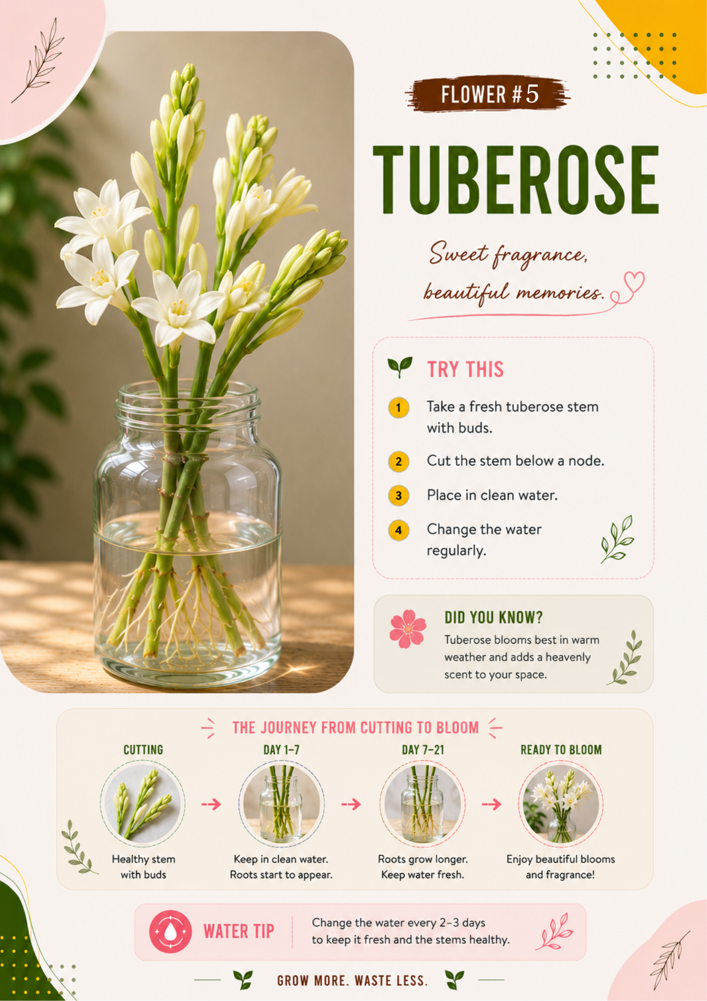 Ecofynd water propagation guide showing how to propagate Tuberose from fresh stem cuttings