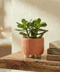 ecofynd Ecofynd Peach 3.5 Inch Ribbed Ceramic Cachepot Planter with Drainage Hole