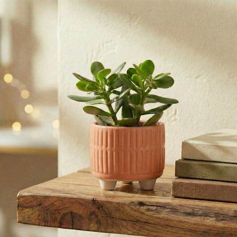 ecofynd Ecofynd Peach 3.5 Inch Ribbed Ceramic Cachepot Planter with Drainage Hole