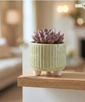 ecofynd Ecofynd Light Green 3.5 Inch Ribbed Ceramic Cachepot Planter with Drainage Hole