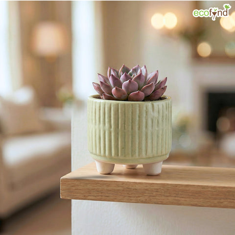 ecofynd Ecofynd Light Green 3.5 Inch Ribbed Ceramic Cachepot Planter with Drainage Hole