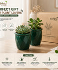 ecofynd 4 Inch Ceramic Plant Pots with Drainage Hole