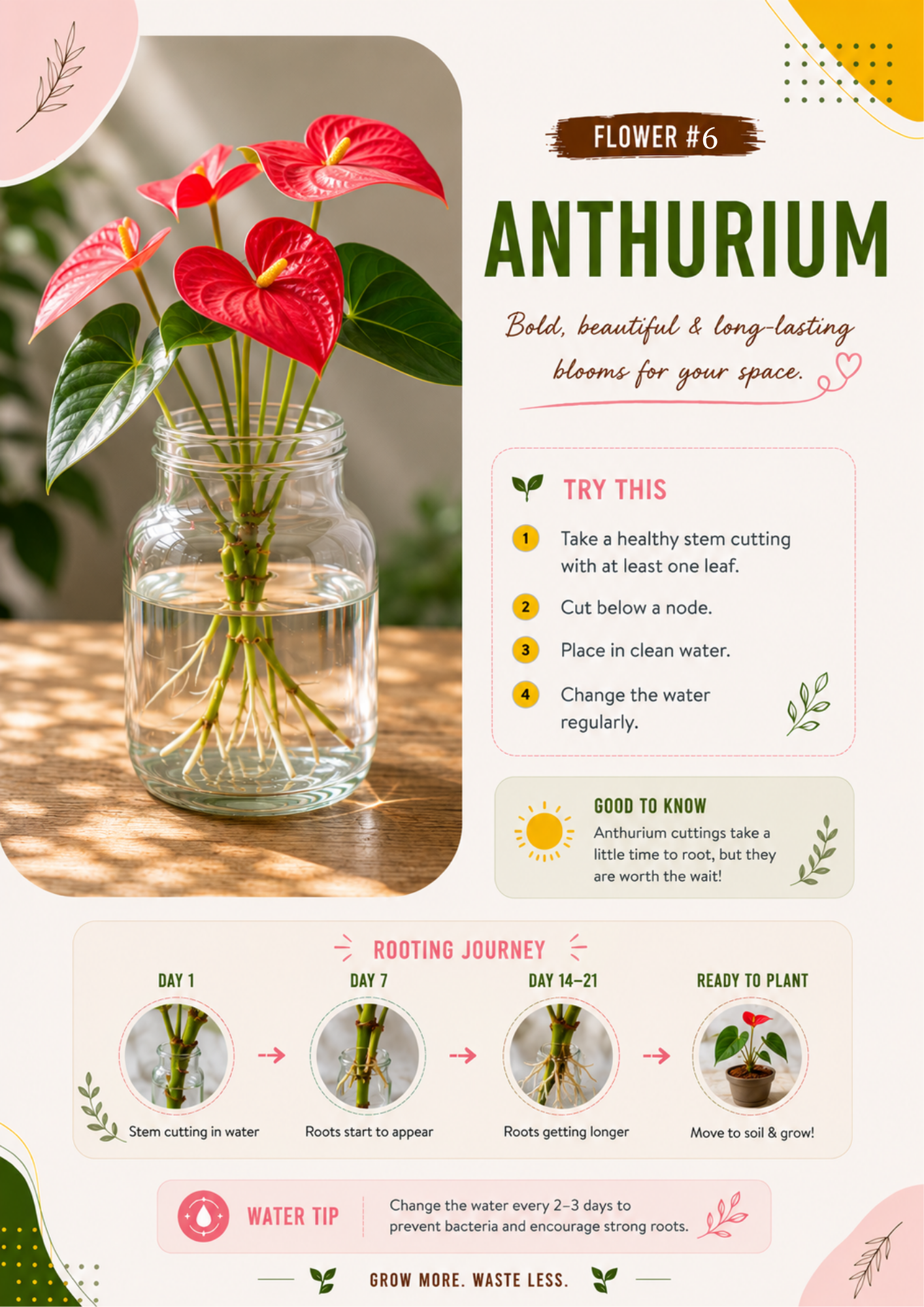 Ecofynd water propagation guide showing how to propagate Anthurium from stem cuttings