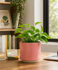 ecofynd Ecofynd 6 Inch Pink Ceramic Cachepot Planter with Drainage