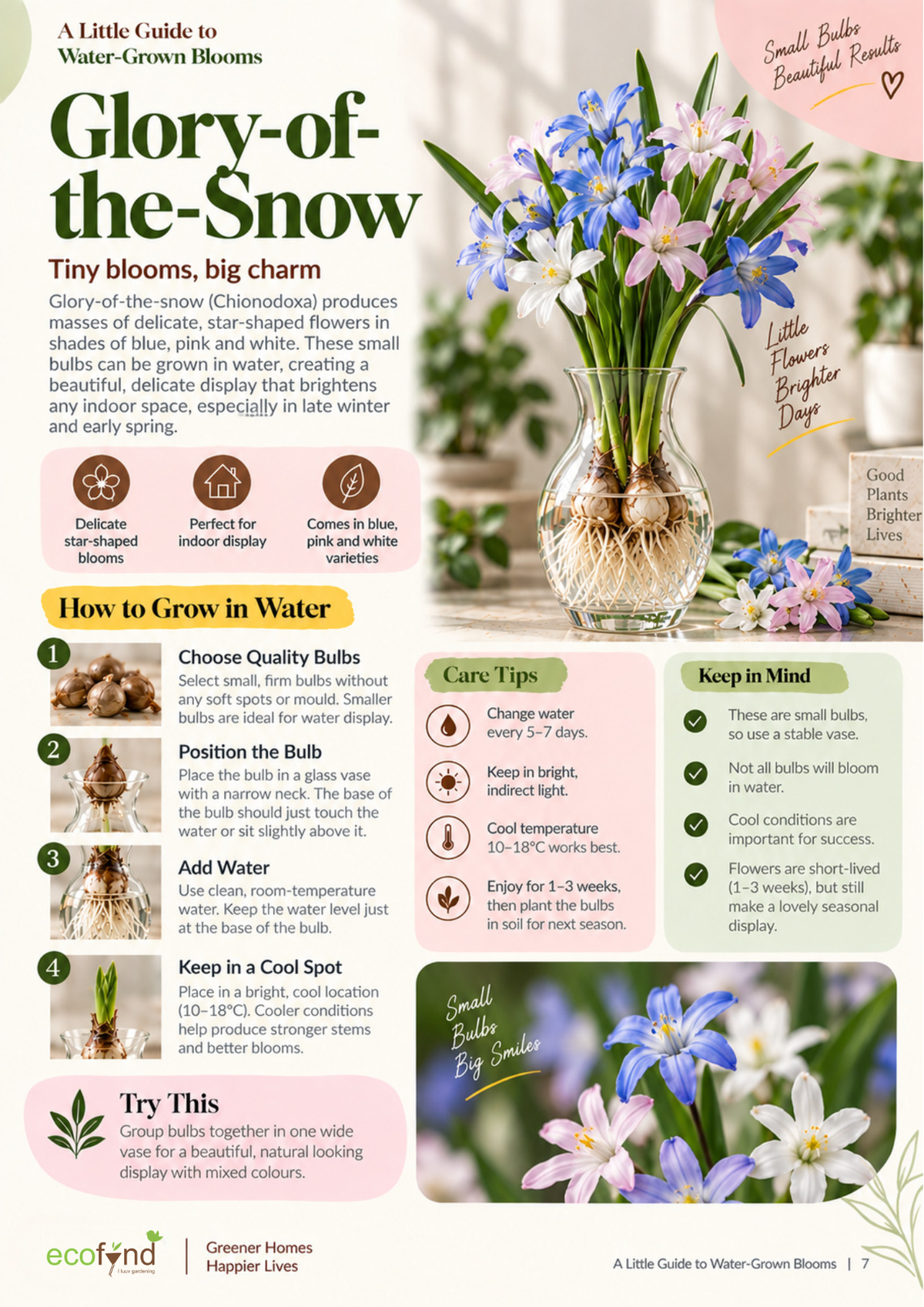 Ecofynd guide on growing Glory-of-the-Snow bulbs in water, covering quality bulb selection, positioning and cool spot care