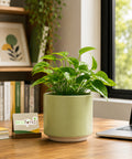 ecofynd Ecofynd 6 Inch Light Green Ceramic Cachepot Planter with Drainage