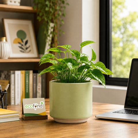 ecofynd Ecofynd 6 Inch Light Green Ceramic Cachepot Planter with Drainage