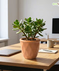 ecofynd Ecofynd Peach 4.3 Inch Cachepot Planter with Drainage Hole for Desk