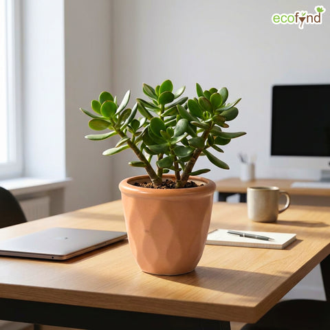 ecofynd Ecofynd Peach 4.3 Inch Cachepot Planter with Drainage Hole for Desk