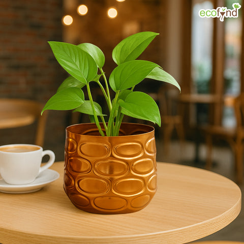 ecofynd Premium Golden Metal Planter – 7 and 5 Inch, Symmetrical Oval Design