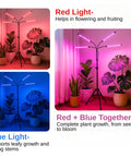 ecofynd Kaira4 Grow Light for Indoor Plants | Dual Spectrum Red & Blue LED with 4/8/12 Hour Timer