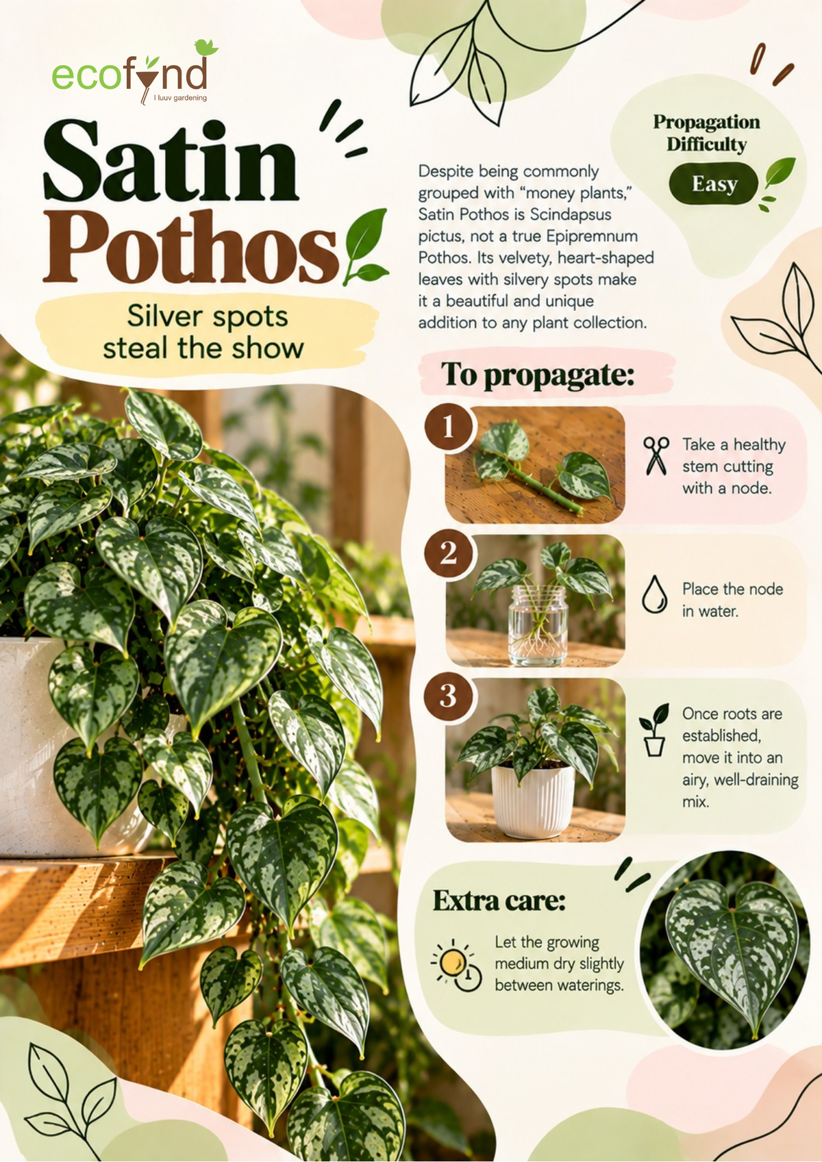 Ecofynd guide on propagating Satin Pothos in water, an easy variety with velvety silver-spotted leaves