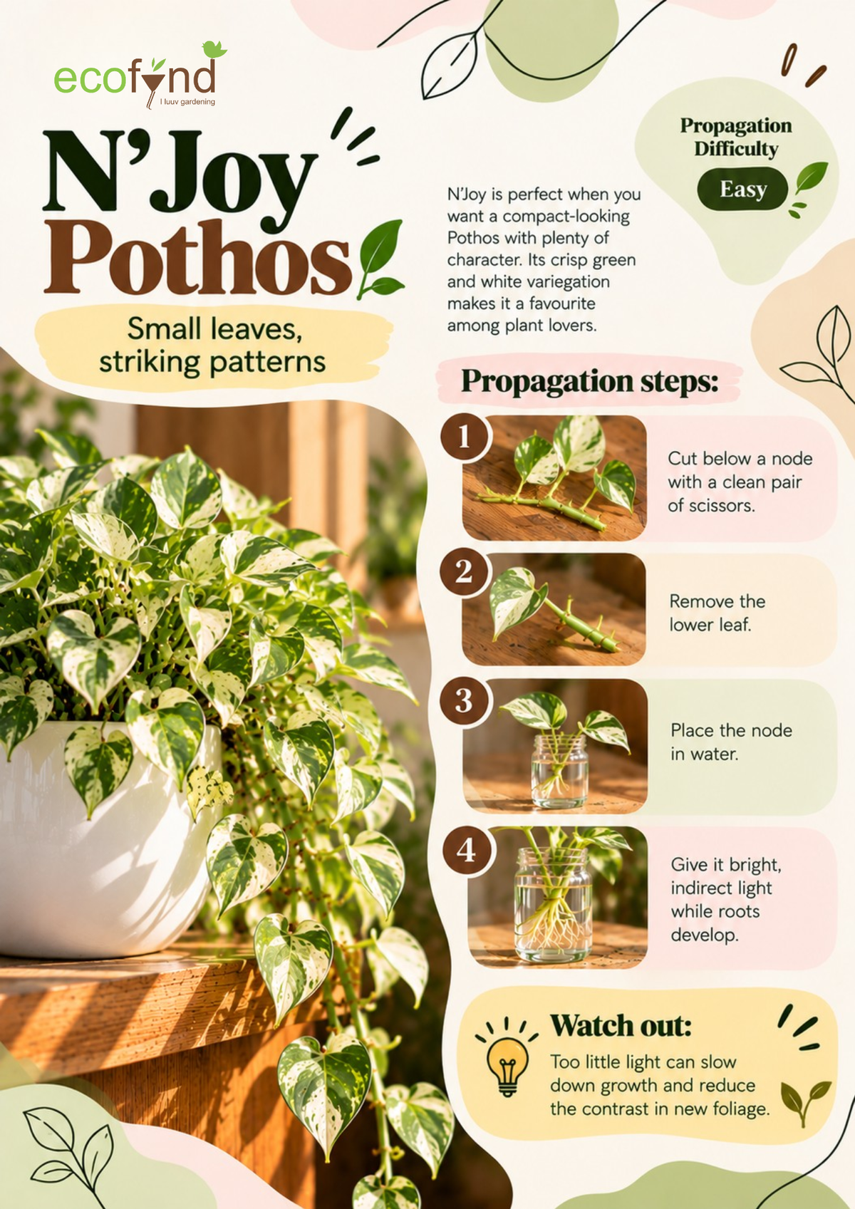Ecofynd guide on propagating N'Joy Pothos in water, an easy variety with compact green and white variegated leaves