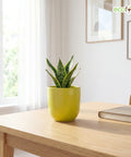 ecofynd Ecofynd Light Green 5 inch Ceramic Cachepot Planter for Indoor Plants