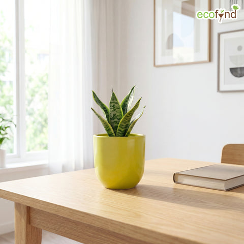 ecofynd Ecofynd Light Green 5 inch Ceramic Cachepot Planter for Indoor Plants
