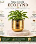 ecofynd Premium Golden Metal Planter – 5 Inch, Spiral Design