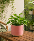ecofynd Ecofynd 6 Inch Pink Ceramic Cachepot Planter with Drainage