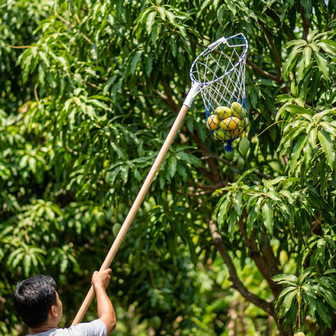 ecofynd Ecofynd White Fruit Picker Net for Mangoes & Tree Fruit Harvesting