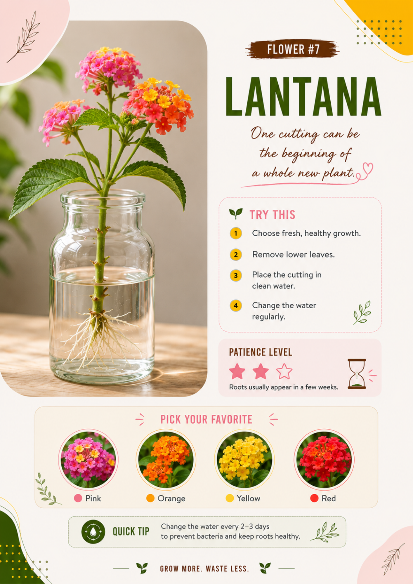 Ecofynd water propagation guide showing how to propagate Lantana from healthy cuttings