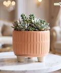 ecofynd Ecofynd Peach 3.5 Inch Ribbed Ceramic Cachepot Planter with Drainage Hole