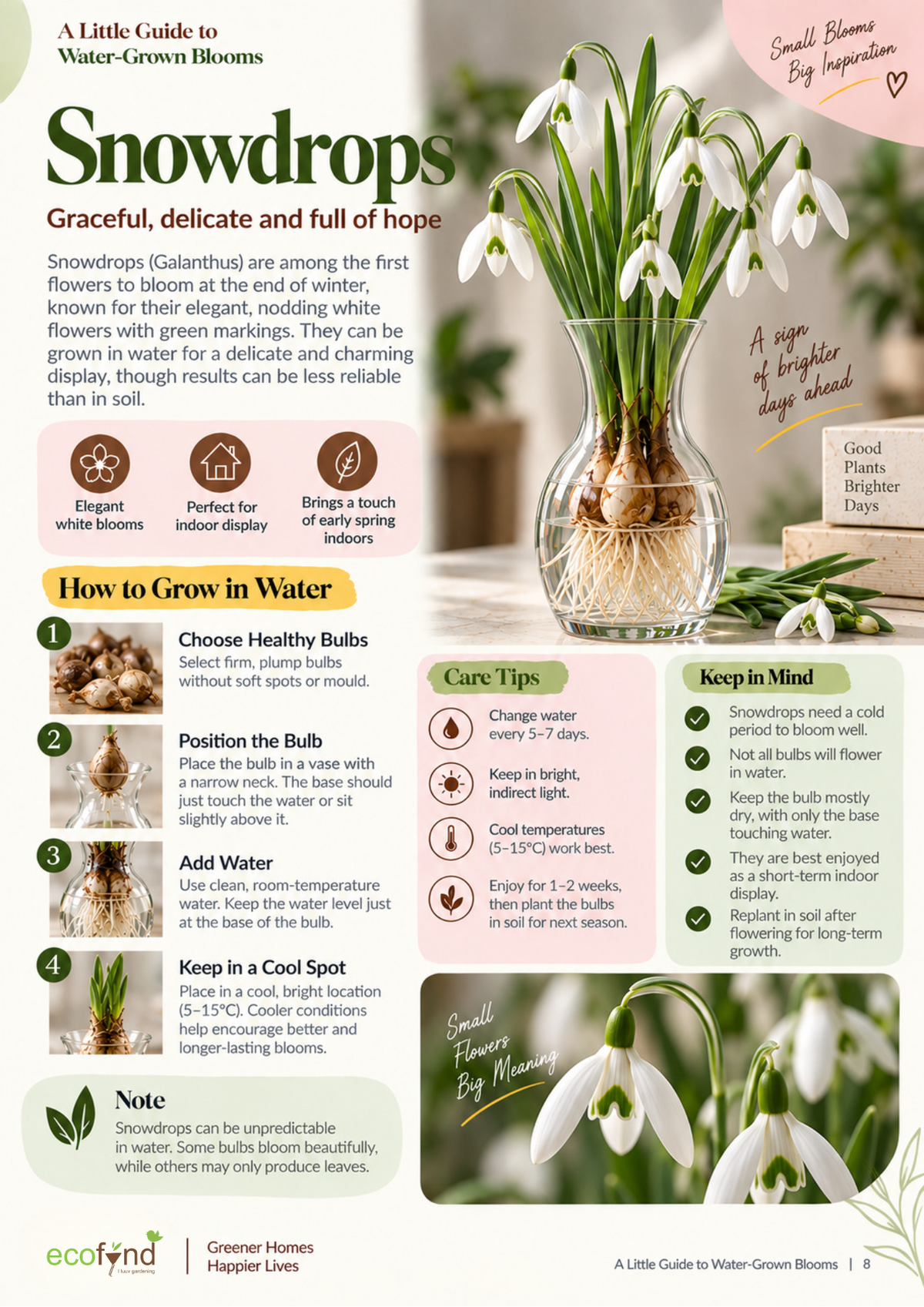 Ecofynd guide on growing Snowdrop bulbs in water, covering healthy bulb selection, positioning and cool spot care