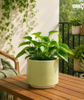 ecofynd Ecofynd 6 Inch Light Green Ceramic Cachepot Planter with Drainage
