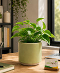 ecofynd Ecofynd 6 Inch Light Green Ceramic Cachepot Planter with Drainage