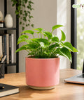ecofynd Ecofynd 6 Inch Pink Ceramic Cachepot Planter with Drainage