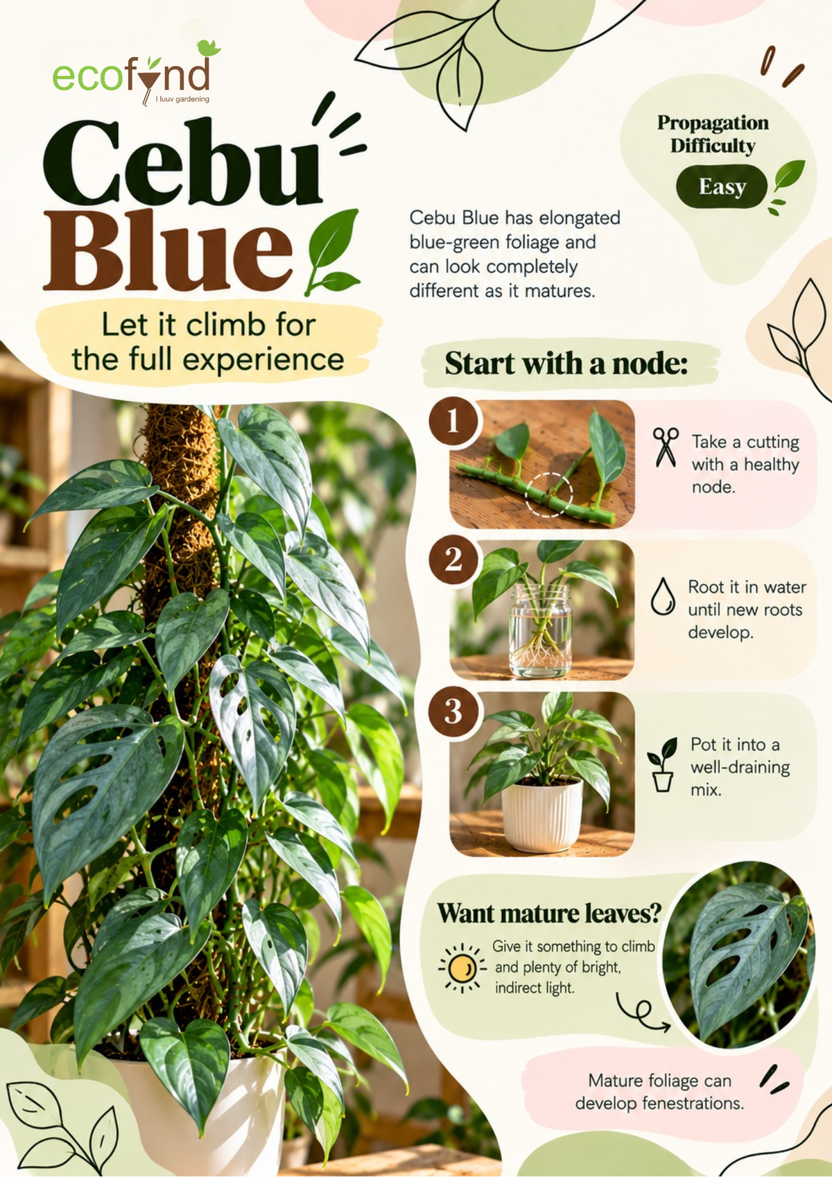 Ecofynd guide on propagating Cebu Blue Pothos in water, an easy variety with elongated blue-green foliage that can climb