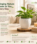 ecofynd 5.1 Inch White Ceramic Plant Pots with Drainage Hole