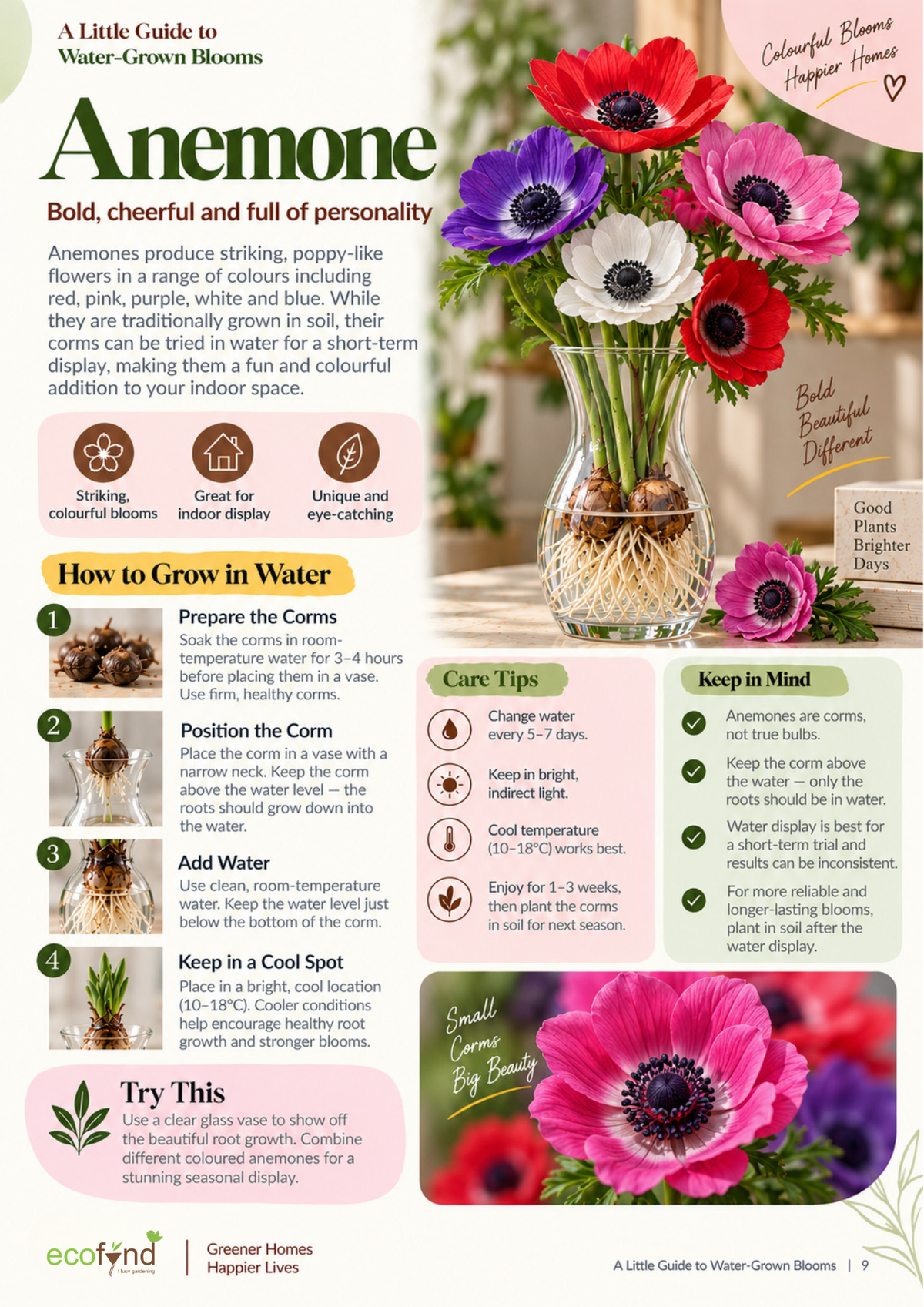 Ecofynd guide on growing Anemone corms in water, covering corm preparation, positioning and cool spot care