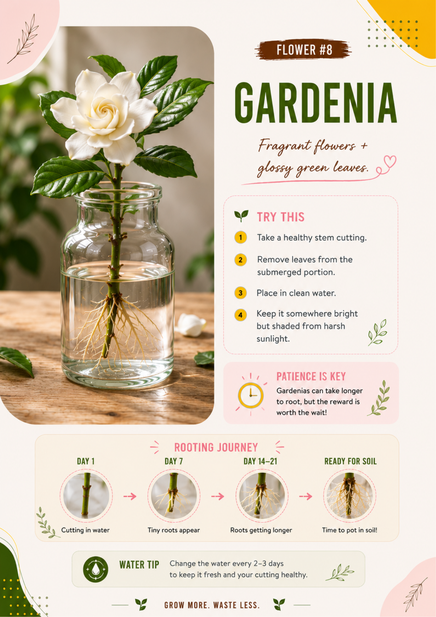 Ecofynd water propagation guide showing how to propagate Gardenia from stem cuttings