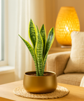 ecofynd Gleam & Green: Zoe Gold Metal Pot by Ecofynd