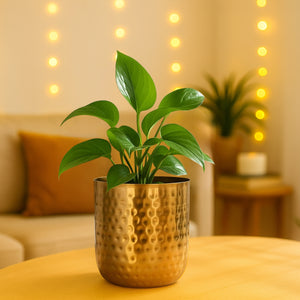 golden pots for indoor plants Ivara 5 Inch Golden Metal Plant Pot – Modern Decor – Ecofynd