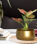 ecofynd Gleam & Green: Zoe Gold Metal Pot by Ecofynd
