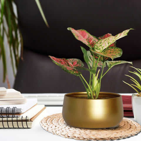 ecofynd Gleam & Green: Zoe Gold Metal Pot by Ecofynd