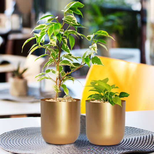 Succulent Gold Metal Plant Pot