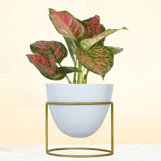 Alle White Metal Plant Pot with Stand